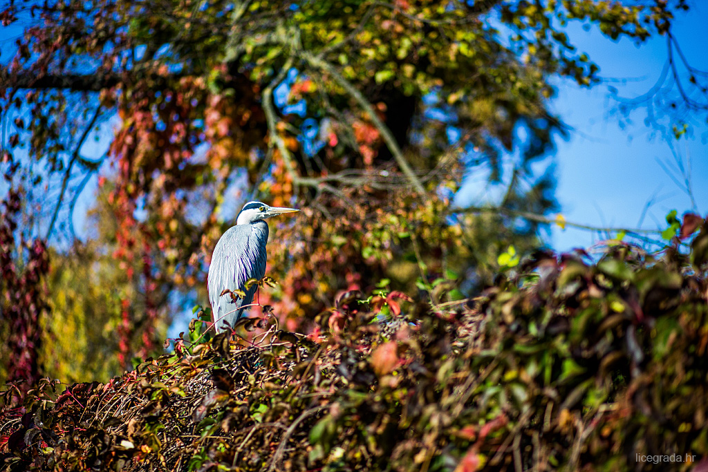 maksimir-jesen-01112016